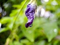 macro butterfly pea flower blue pea, bluebellvine, cordofan pea, clitoria ternatea with green leaves isolated on blur background. Royalty Free Stock Photo