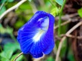 macro butterfly pea flower blue pea, bluebellvine, cordofan pea, clitoria ternatea with green leaves isolated on blur background. Royalty Free Stock Photo