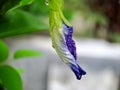 macro butterfly pea flower blue pea, bluebellvine, cordofan pea, clitoria ternatea with green leaves isolated on blur background. Royalty Free Stock Photo