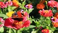 Macro of butterfly peacock eye collecting nectar on the zinnia