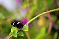 Macro butterfly, Sara Longwing in aviary