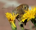 Macro butterfly with yellow flower Royalty Free Stock Photo