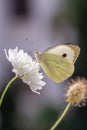 Macro of a cabbage white pieris rapae butterfly on a eau-de-cologne mint mentha citrata; pesticide free environmental protecti