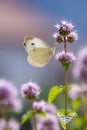 Macro of a cabbage white pieris rapae butterfly on a eau-de-cologne mint mentha citrata; pesticide free environmental protecti