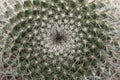 Macro Of A Cactus Royalty Free Stock Photo