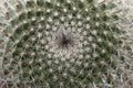 Macro Of A Cactus