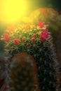 Macro of cactus flower blooming in sunset light 4
