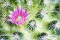Macro cactus flower Mammillaria Bocasana