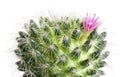 Macro cactus flower Mammillaria Bocasana