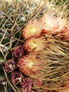 Macro of cactus flowers and spines at botanical garden