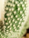 Macro of a cactus