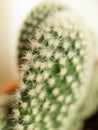 Macro of a cactus