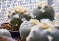 Macro cactus lophophora williamsii