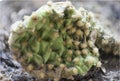 Macro Cactus Royalty Free Stock Photo