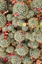 Macro cactus Mammillaria prolifera, Texas nipple desert plants with soft selective focus ,restricted range in southern Texas and