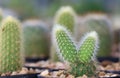 Macro cactus