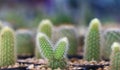 Macro cactus