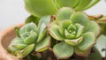Macro of Cactus and Succulent Echeveria plant, from Crassulaceae family. Succulent plant shaped like a rose. Royalty Free Stock Photo