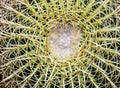 Macro cactus texture background