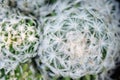 Macro Cactus