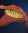 Macro of Calliteara pudibunda caterpillar under red leaf Royalty Free Stock Photo