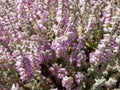 Macro of Calluna vulgaris \'Grizabella\' with pale grey foliage flowering with lavender coloured flowers