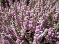 Calluna vulgaris \'Grizabella\' with pale grey foliage flowering with lavender coloured flowers