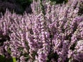 Calluna vulgaris \'Silver cloud\' with bright silvery-grey foliage flowering with spikes of pale purple flowers Royalty Free Stock Photo