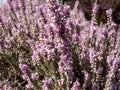 Macro of Calluna vulgaris \'Silver cloud\' with bright silvery-grey foliage flowering with spikes of pale purple flowers Royalty Free Stock Photo