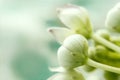 Macro calotropis milkweed flower