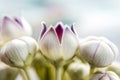 Macro calotropis milkweed flower