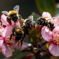 butterfly and bees drinking nectar from a wild pink white flower on tree fruits water drops at blooming branch flowers Royalty Free Stock Photo