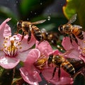 butterfly and bees drinking nectar from a wild pink white flower on tree fruits water drops at blooming branch flowers Royalty Free Stock Photo