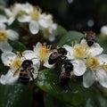 butterfly and bees drinking nectar from a wild pink white flower on tree fruits water drops at blooming branch flowers Royalty Free Stock Photo