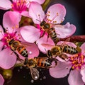 butterfly and bees drinking nectar from a wild pink white flower on tree fruits water drops at blooming branch flowers Royalty Free Stock Photo