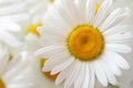 Macro of camomile flower Royalty Free Stock Photo