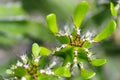 Macro of a candelabra cactus, Euphorbia lactea, selective focus Royalty Free Stock Photo