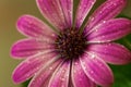 Macro of a cape marguerite with water drops on it