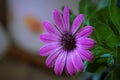 Macro of a cape marguerite with water drops on it