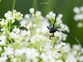 Macro of a capricorn beetle Cerambyx scopolii Royalty Free Stock Photo