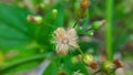 Macro capture of Conyza Canadensis Weed with green blurry background