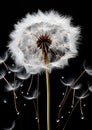 Macro capture of a dandelion. Generative AI