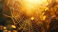 Macro capture of dew on spider web with sunlight refractions in high resolution photography style Royalty Free Stock Photo