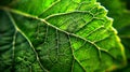 Macro capture of intricate vein patterns on a vibrant green leaf in close up view