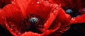 Macro capture of a poppy flower. AI Generative