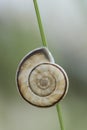 Macro capture of a snail shell against a soft, blurred backdrop, highlighting spiral form and natural texture, for a serene nature Royalty Free Stock Photo