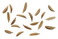 Macro caraway seeds. Macro dried of caraway seeds isolated on a white background, top view. Cumin seeds macro isolated Royalty Free Stock Photo