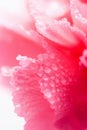 Macro of carnation flower with water droplets