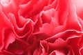 Macro of carnation petals