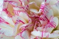 Macro carnation petals